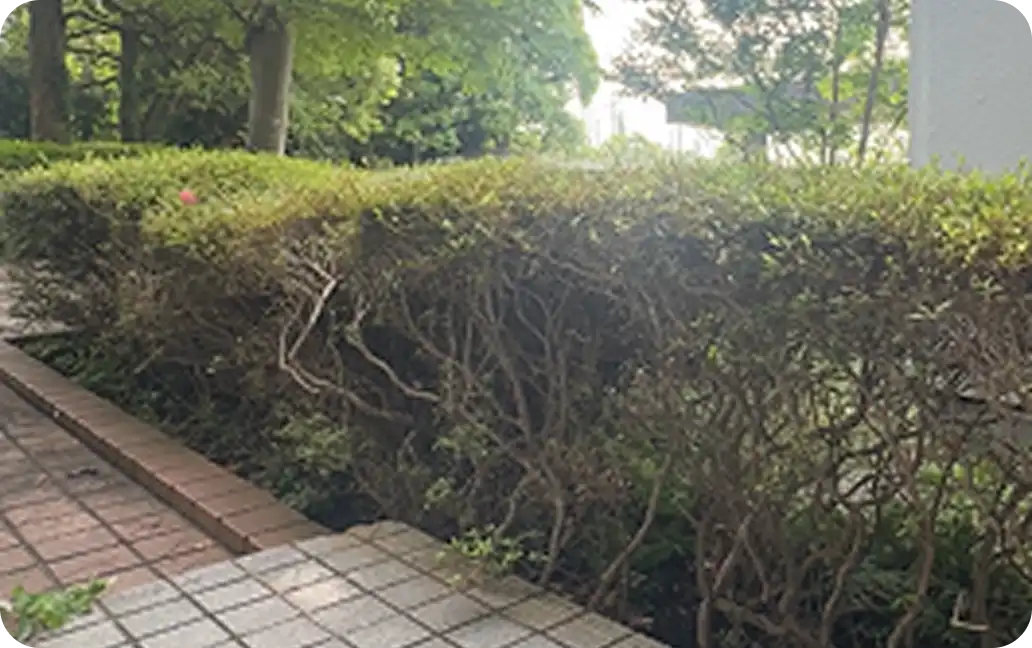 Bushes beside a sidewalk