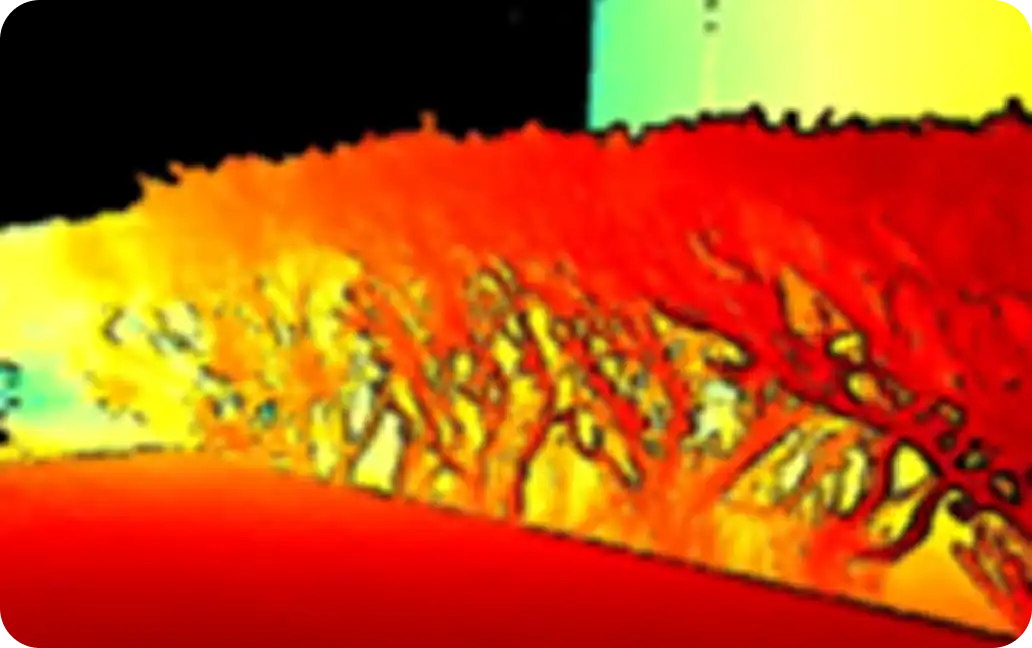 Bushes beside a sidewalk