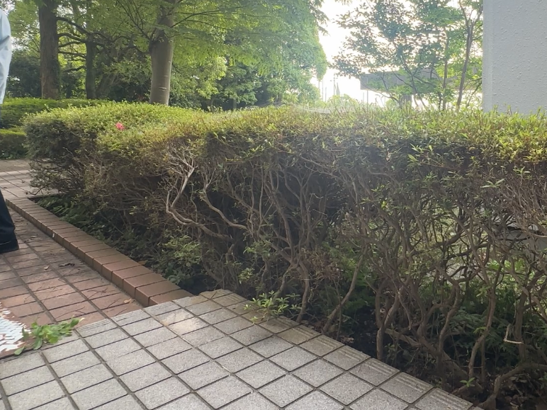 RGB image of bushes on sidewalk
